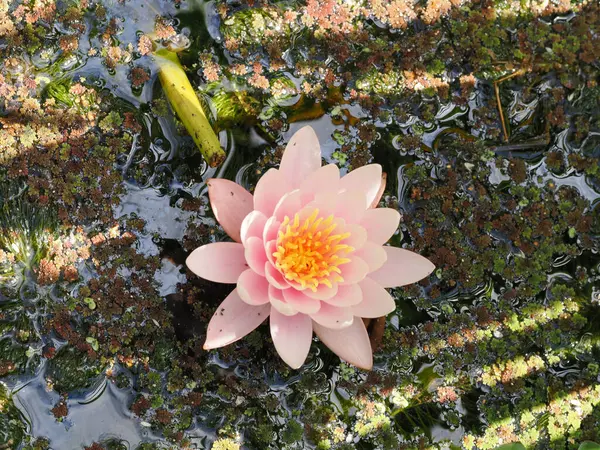 Güzel pembe ve sarı bir zambak çiçeği