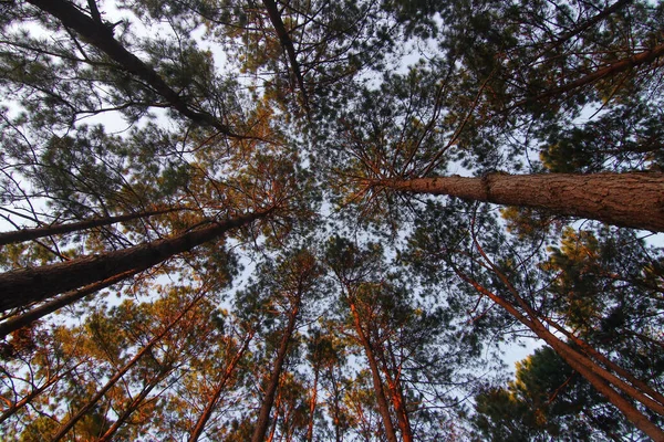 Las Sosnowy Zielony Tła Piękne Niebo — Zdjęcie stockowe