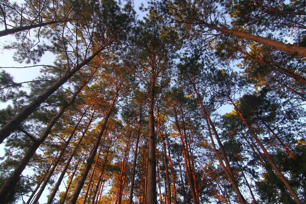 Bosque Pinos Verdes Con Hermoso Fondo Cielo — Foto de Stock