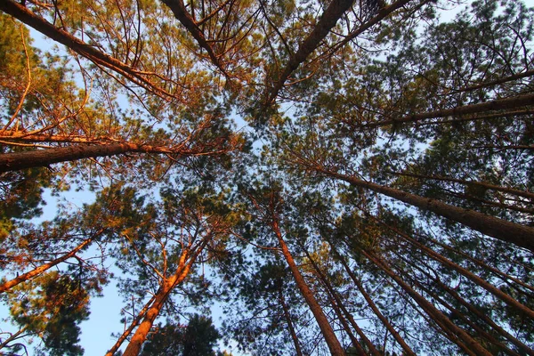 Καταπράσινο Πευκοδάσος Όμορφο Ουρανό Φόντο — Φωτογραφία Αρχείου