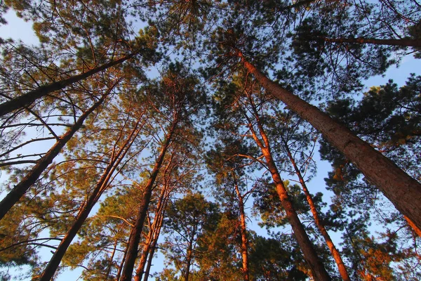 Floresta Pinhal Verde Com Fundo Céu Bonito — Fotografia de Stock