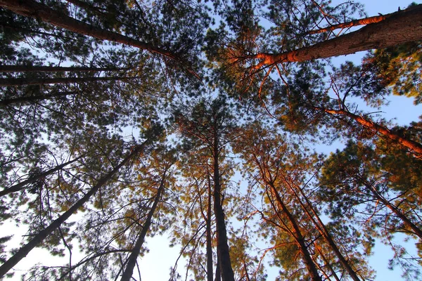 Καταπράσινο Πευκοδάσος Όμορφο Ουρανό Φόντο — Φωτογραφία Αρχείου