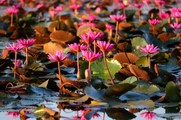 Фотография Красивого Цветка Лотоса Пруду — стоковое фото