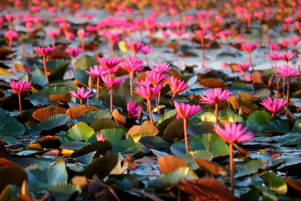 Photo Belle Fleur Lotus Dans Étang — Photo