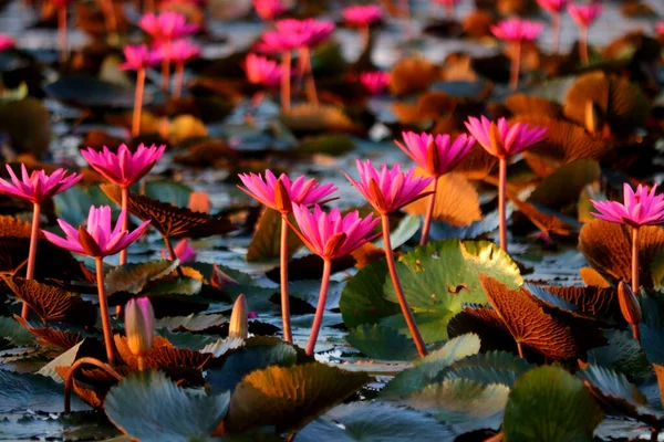 Φωτογραφία Του Όμορφου Λωτού Λουλούδι Στη Λίμνη — Φωτογραφία Αρχείου