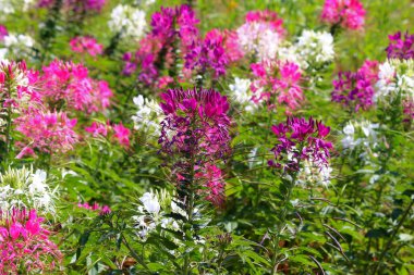 Güzel örümcek çiçeği ya da Cleome spinosa çiçeği