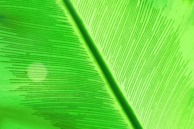 Arkaplan ya da doku olarak yeşil yaprağı kapat