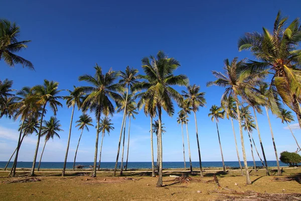 堆的椰子树与天空背景 — 图库照片