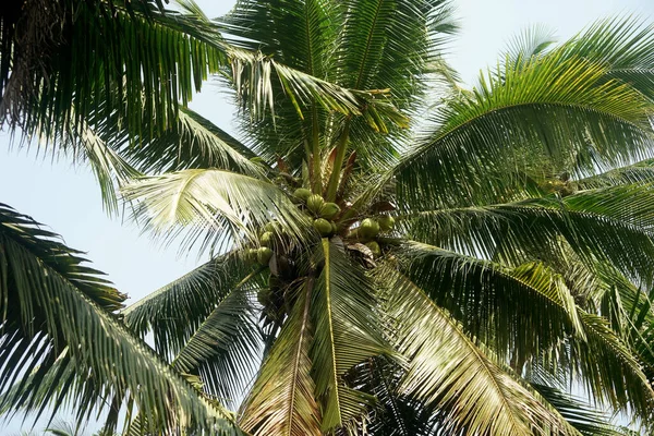 Haufen Junger Kokosnüsse Auf Kokosnussbaum — Stockfoto