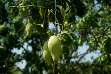 Genç mango meyve organik çiftlik ağaç üzerinde