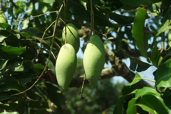 Young Mango Fruit Tree Organic Farm — Stock Photo, Image