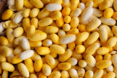 İpek böceği kozası yığını ipeği yapma süreci.