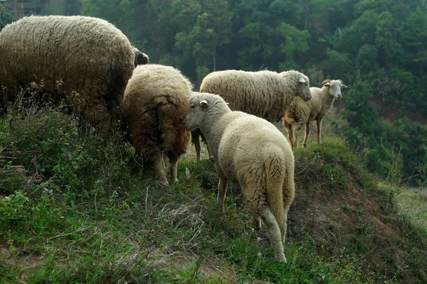 Flock Sheep Village Northern Thailand — Stock Photo, Image