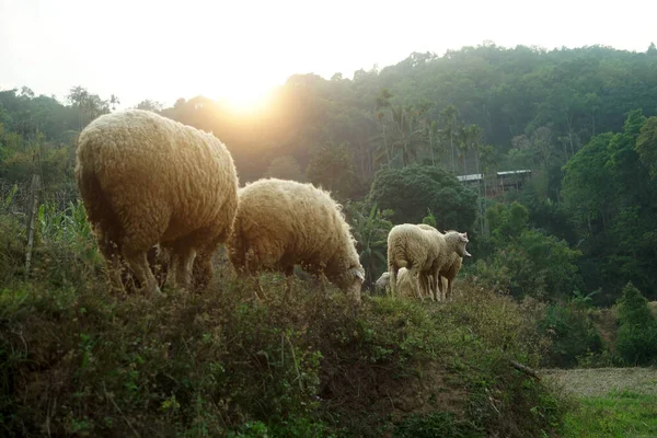 Flock Sheep Village Northern Thailand — Stock Photo, Image