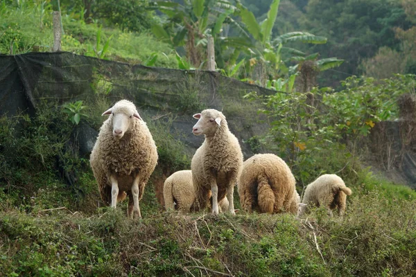 Ένα Κοπάδι Πρόβατα Ένα Χωριό Στη Βόρεια Ταϊλάνδη — Φωτογραφία Αρχείου