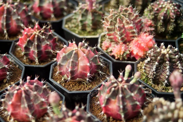 Mucchio Bel Cactus Nel Negozio Fiori — Foto Stock