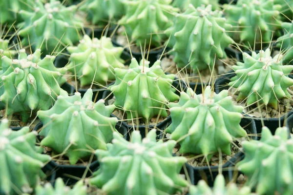 Pile Beautiful Cactus Flower Shop — Stock Photo, Image