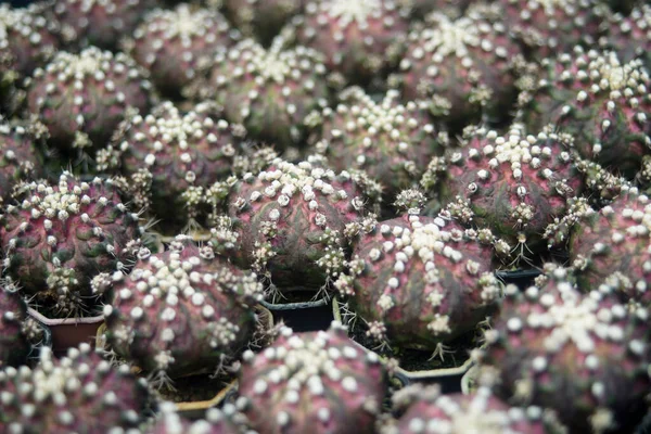 Kupie Miniaturowe Kaktusy Kwiaciarni — Zdjęcie stockowe
