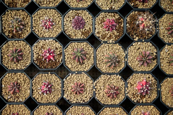 Pile Cactus Miniature Dans Boutique Fleurs — Photo