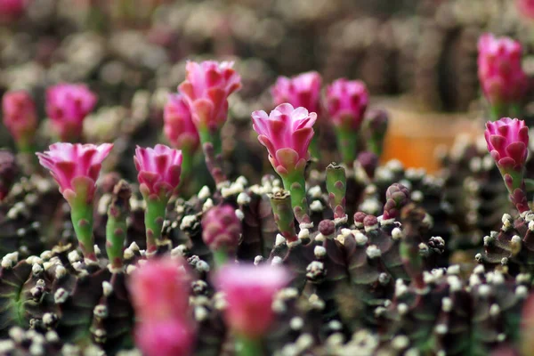 Pila Hermosos Cactus Tienda Flores — Foto de Stock
