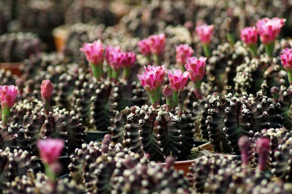 Pile Beautiful Cactus Flower Shop — Stock Photo, Image