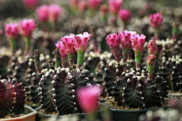 Pila Hermosos Cactus Tienda Flores — Foto de Stock