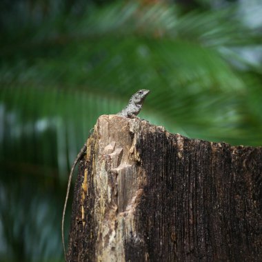 Kertenkele bukalemunu, doğa kökenli bir kaya üzerinde.