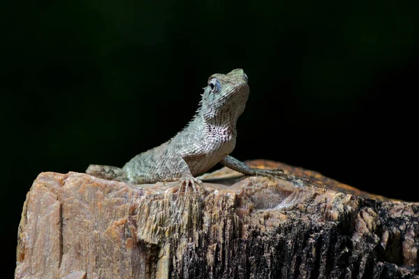 Ještěrka Chameleon Skále Přírodou Pozadí — Stock fotografie