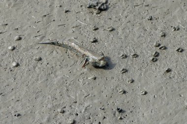 zıpzıpı veya çamur amfibi balık