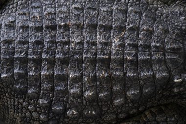 timsah derisi closeup