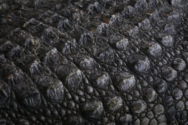 timsah derisi closeup