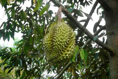 Genç durian meyve organik çiftlik ağaç üzerinde