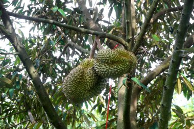 Genç durian meyve organik çiftlik ağaç üzerinde