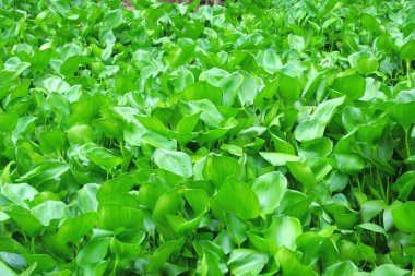 Su sümbülü arka plan olarak bir nehri kaplıyor.