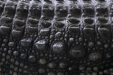 timsah derisi closeup