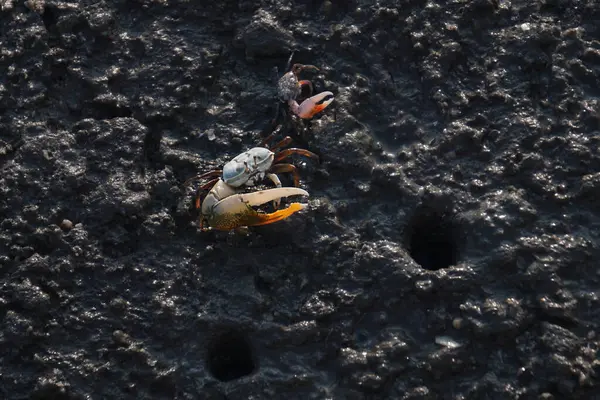 stock image crab on muddy at mangrove forest in Thailand