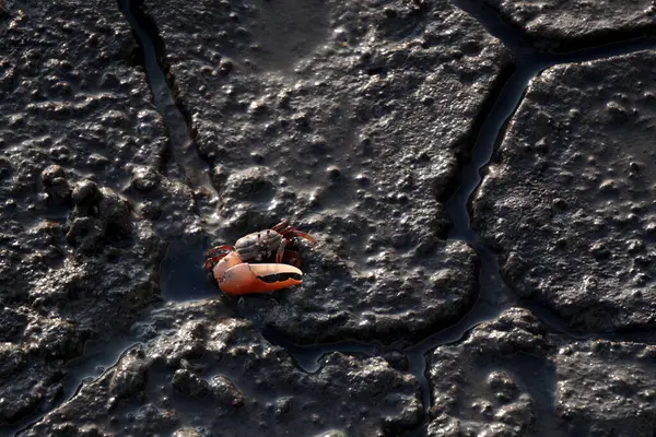 stock image crab on muddy at mangrove forest in Thailand