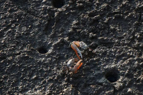 stock image crab on muddy at mangrove forest in Thailand