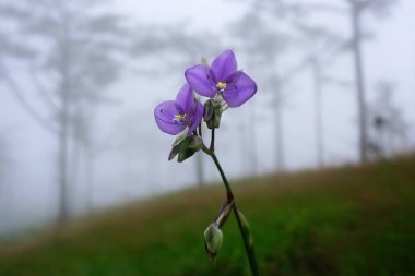 Güzel açık mor Murdannia giganteum çiçeklerinin yakın çekimi tarlalarda çiçek açıyor.