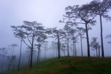 Puslu güzel çam ormanı