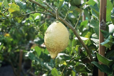 Organik bahçedeki ağaçta taze limonlar