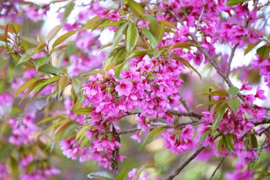 vahşi Himalaya kiraz, Tayland Sakura çiçek closeup