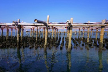 Tarım, kabuklu deniz ürünleri istiridye deniz grupta