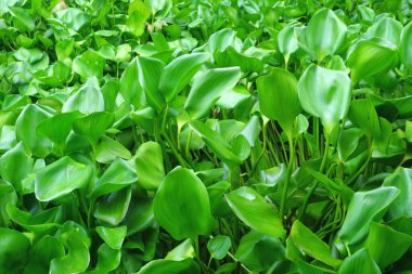 Su sümbülü arka plan olarak bir nehri kaplıyor.