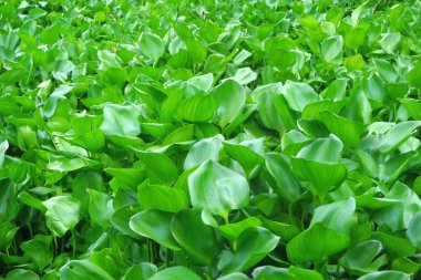 Su sümbülü arka plan olarak bir nehri kaplıyor.