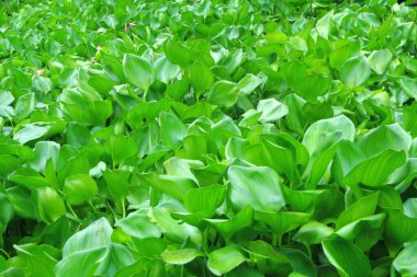 Su sümbülü arka plan olarak bir nehri kaplıyor.