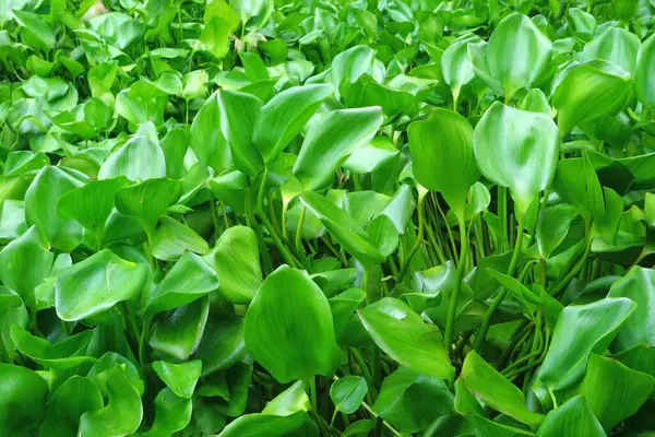 Su sümbülü arka plan olarak bir nehri kaplıyor.