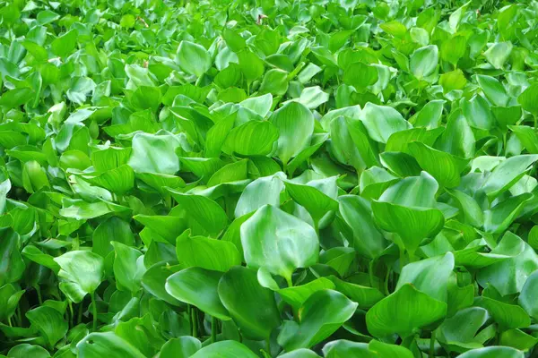 Su sümbülü arka plan olarak bir nehri kaplıyor.