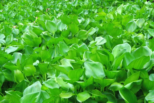 Su sümbülü arka plan olarak bir nehri kaplıyor.