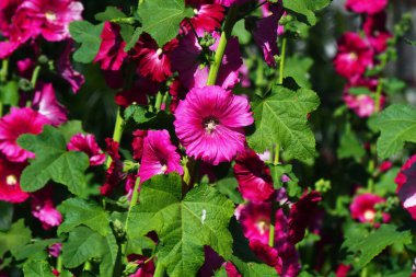 güzel Gül Fatma çiçek veya althaea Çiçek bahçesinde